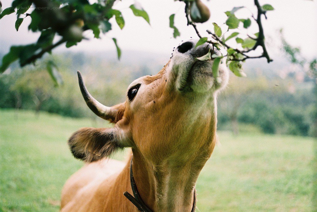 cow eating from a tree