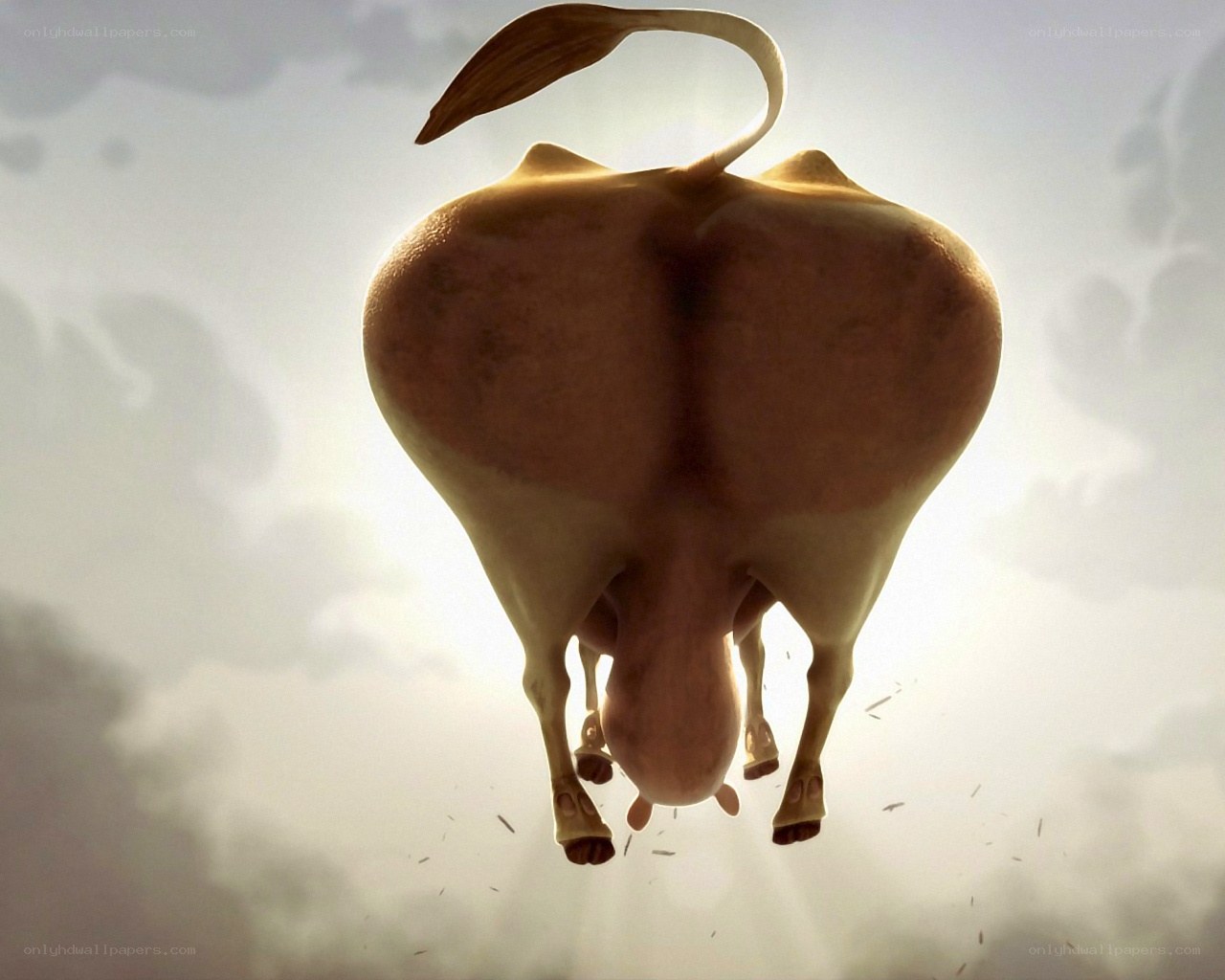 cow from behind in sky