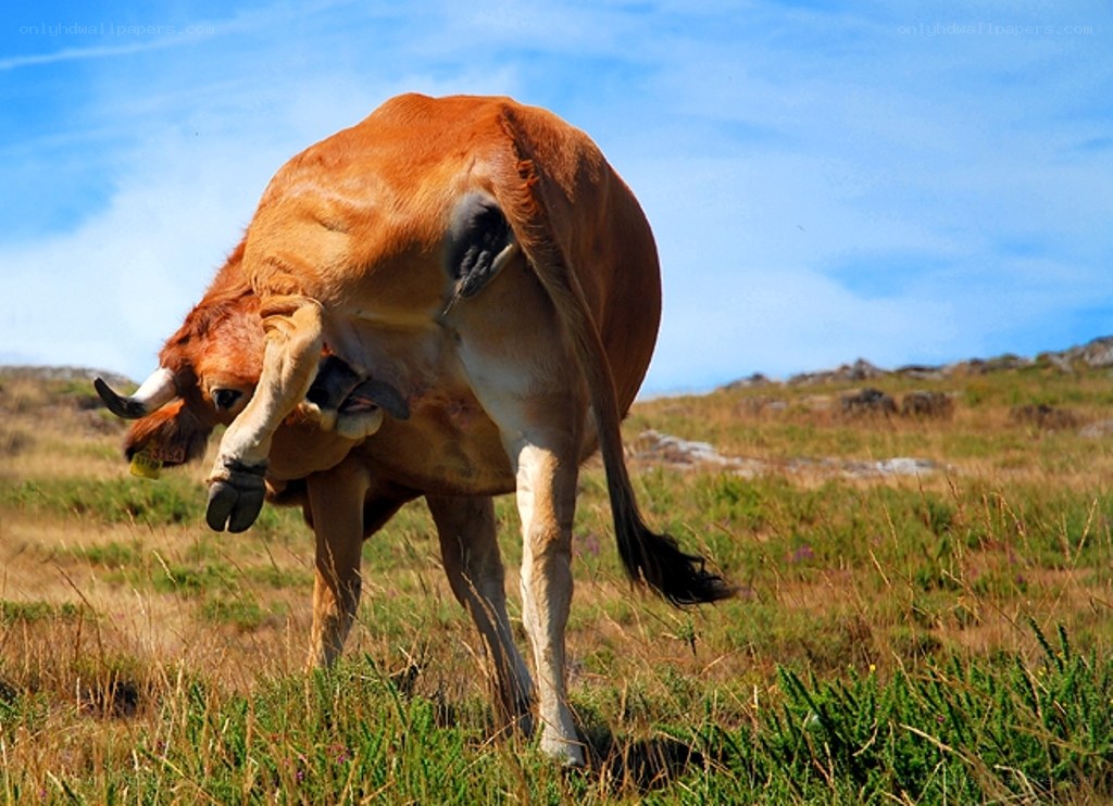 Cow giving birth in a field