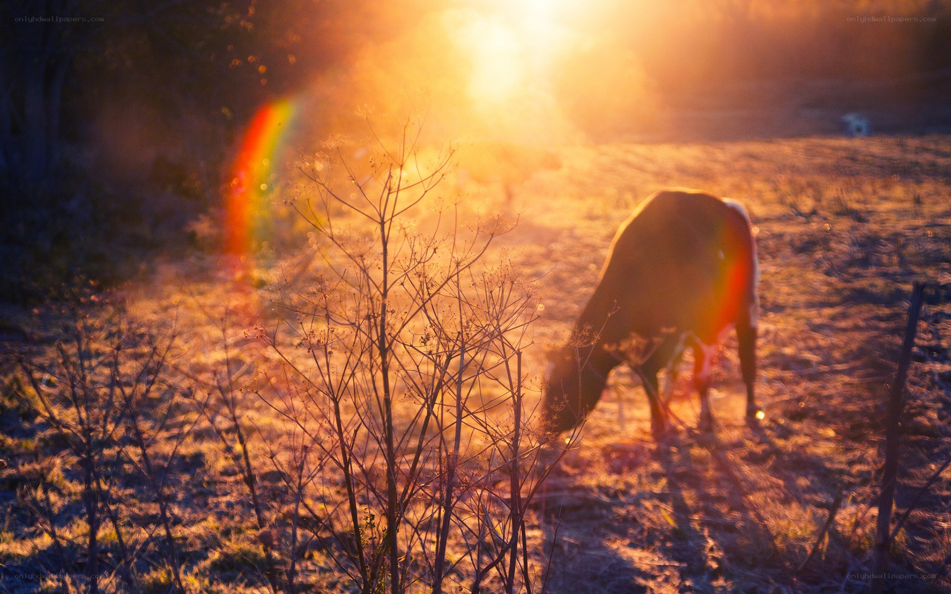 Cow grazing at sunset