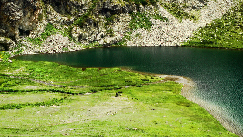 Cow Grazing by Lake