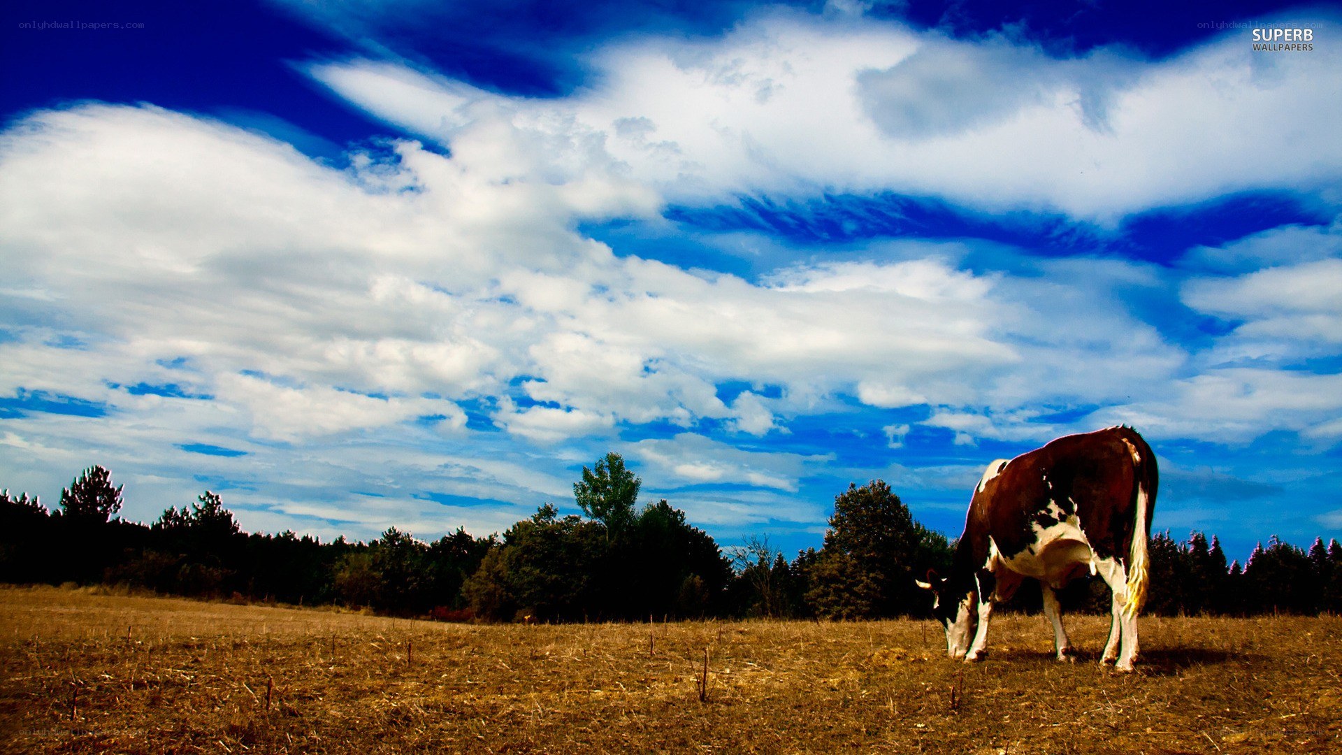 Cow grazing in a field