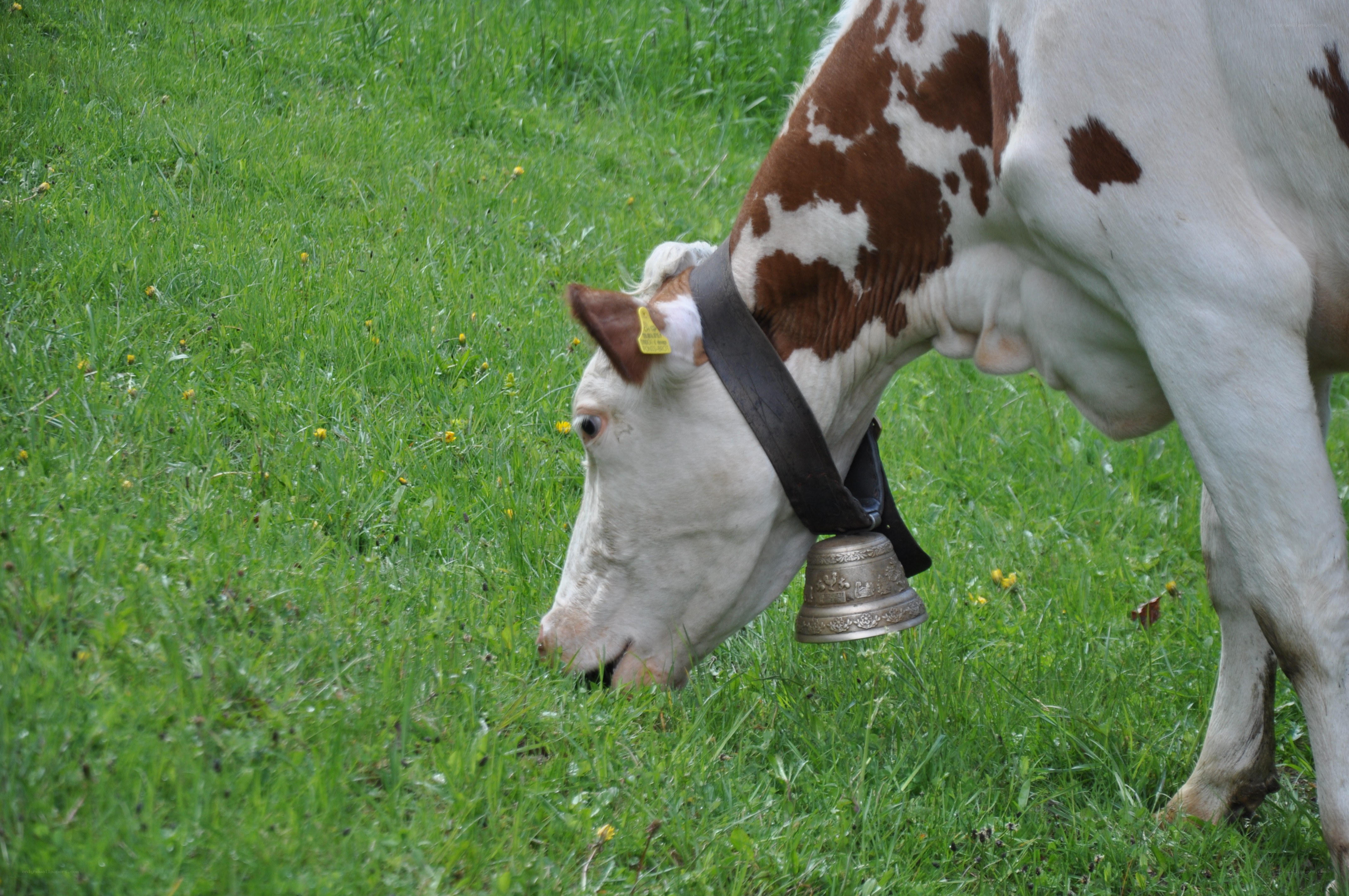 cow grazing in a field
