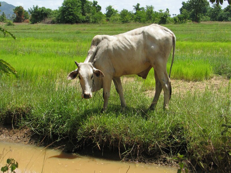 Cow grazing in a green field