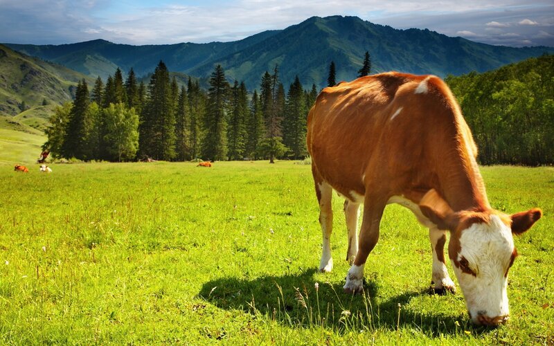 Cow grazing in a mountain pasture