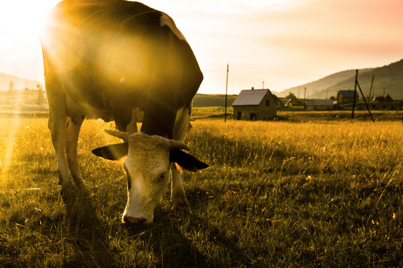 Cow Grazing in Field — Gold