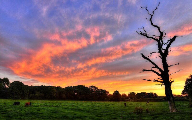 Cow Grazing in Field — Green, Dramatic, Sunset