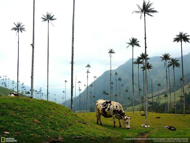 Cow Grazing in Field — Green, Serene, Morning, Photograph, Palm Trees