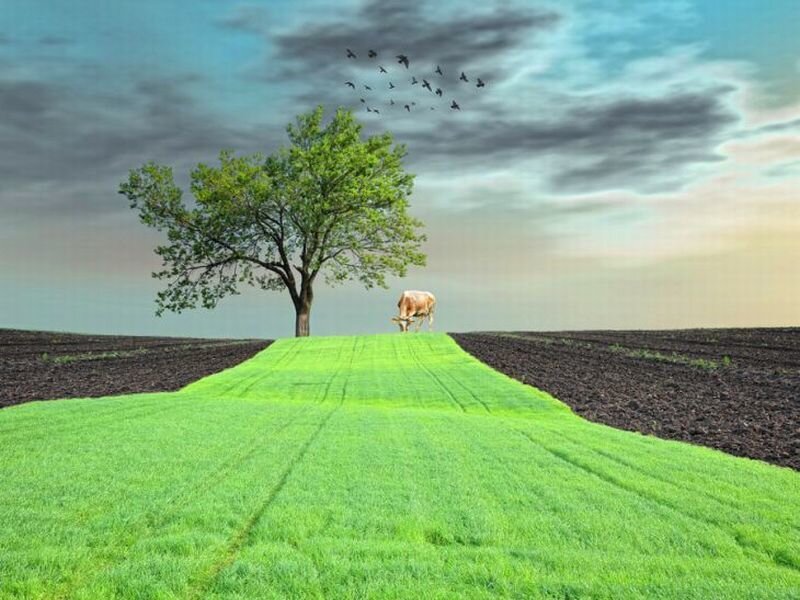 Cow Grazing in Field — Green