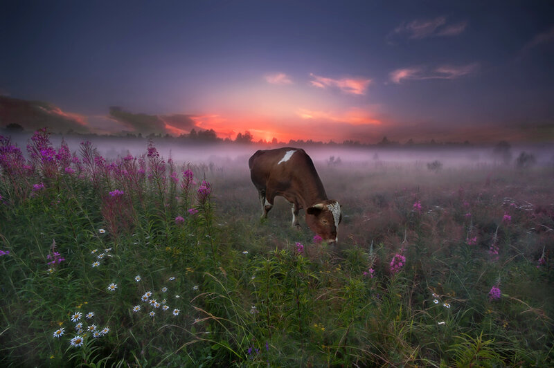 Cow Grazing in Field — Purple