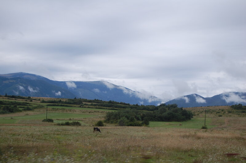Cow Grazing in Field