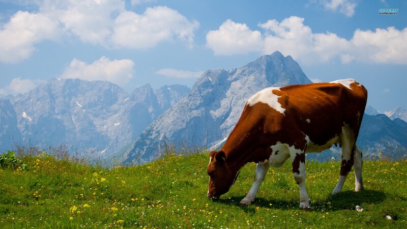Cow grazing in mountain meadow