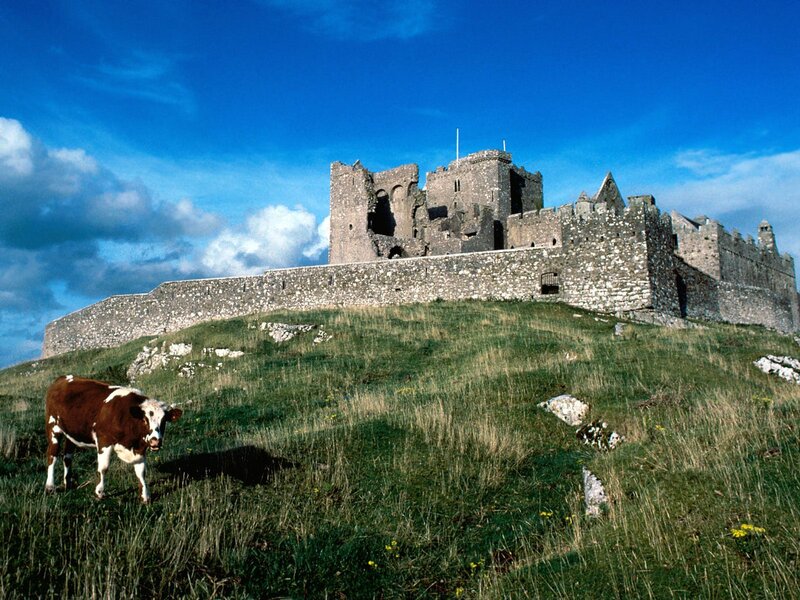 Cow grazing near ancient castle