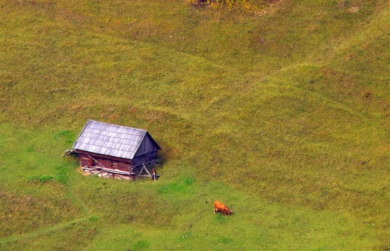 Cow Grazing Near Cabin