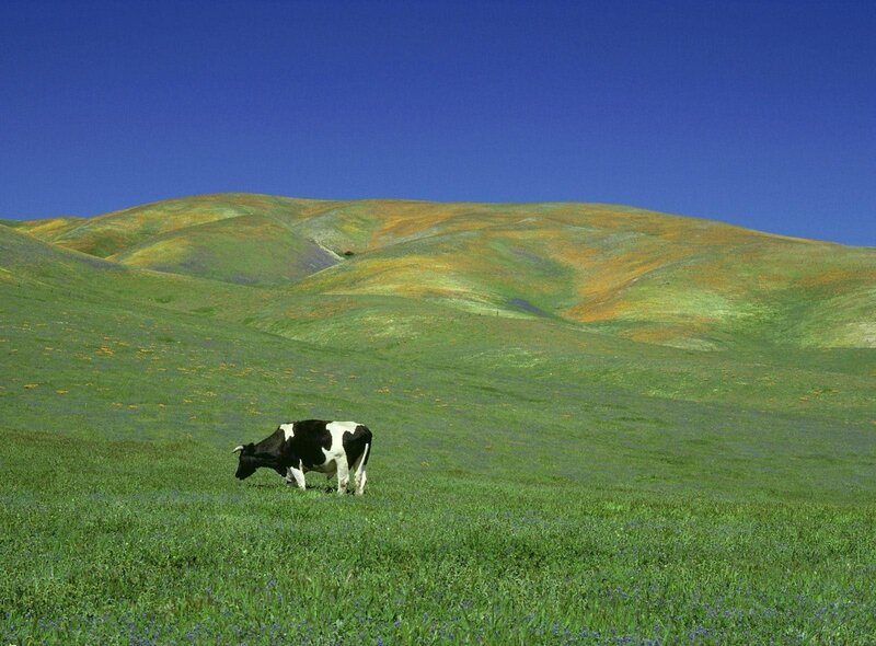 Cow grazing on a colorful hillside