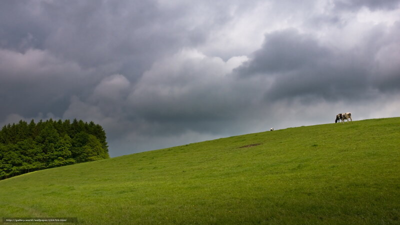 Cow grazing on a hill