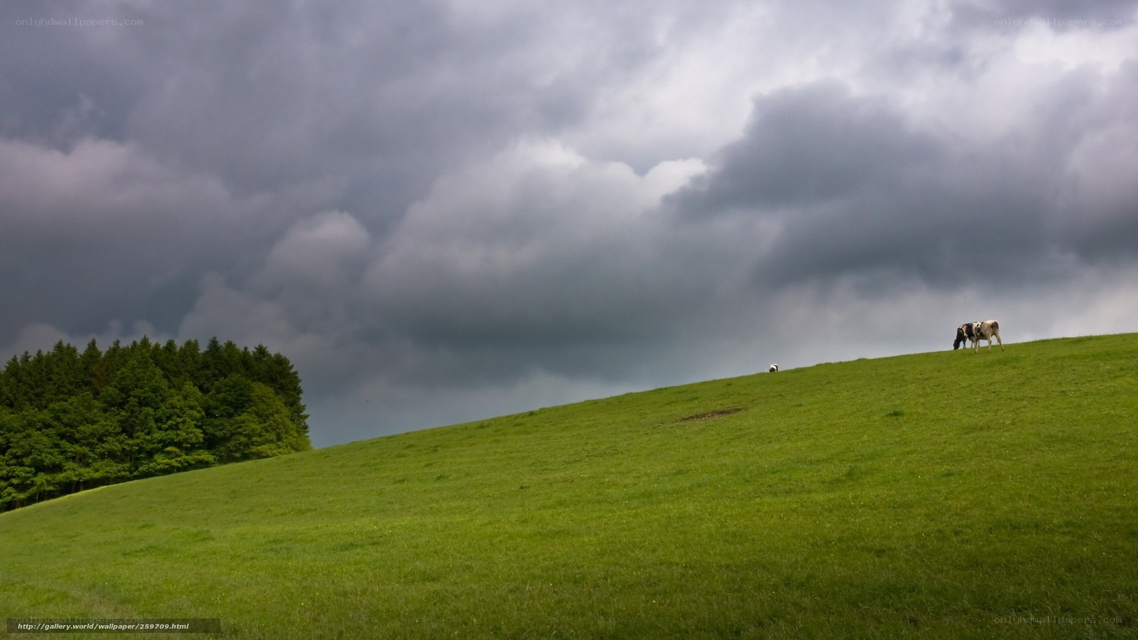 Cow grazing on a hill