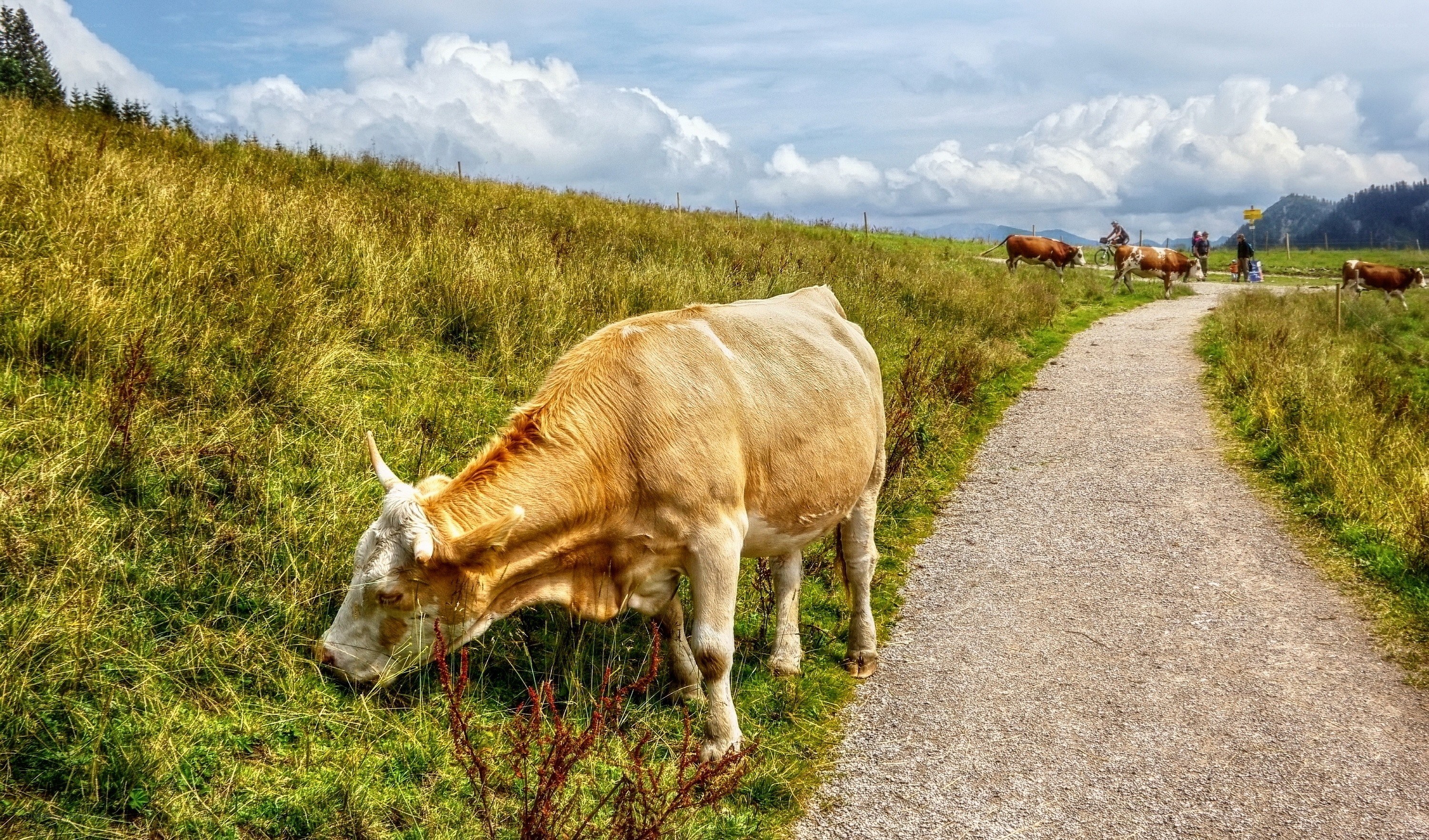 Cow grazing on a mountain path