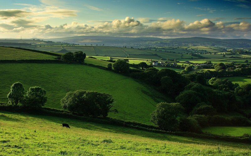 Cow Grazing on Hillside — Green, Serene, Afternoon
