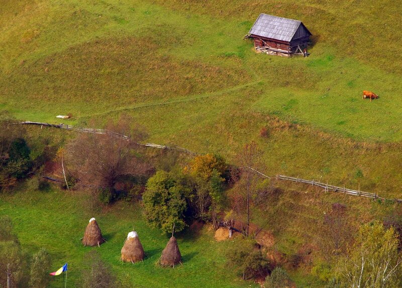 Cow Grazing on Hillside
