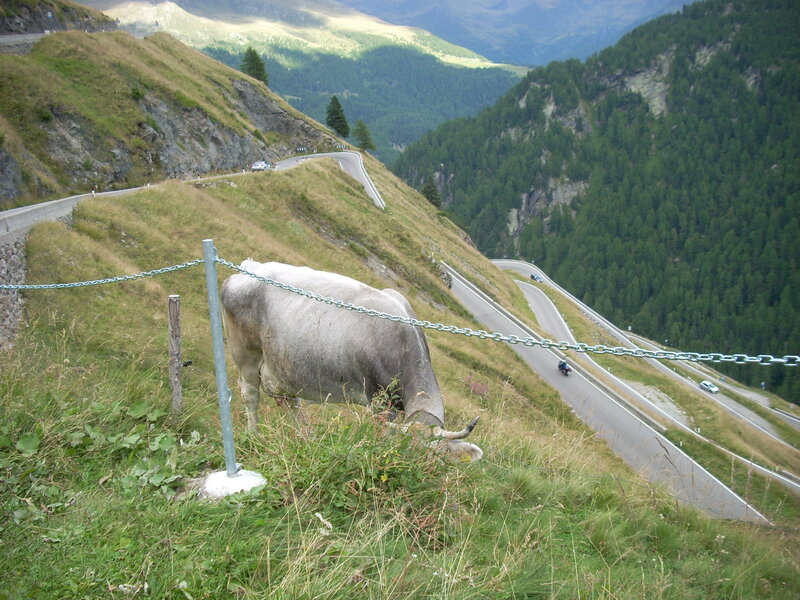Cow grazing on mountain road