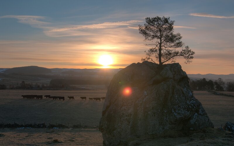Cow Herd at Sunset