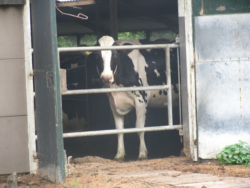 cow in a barn stall