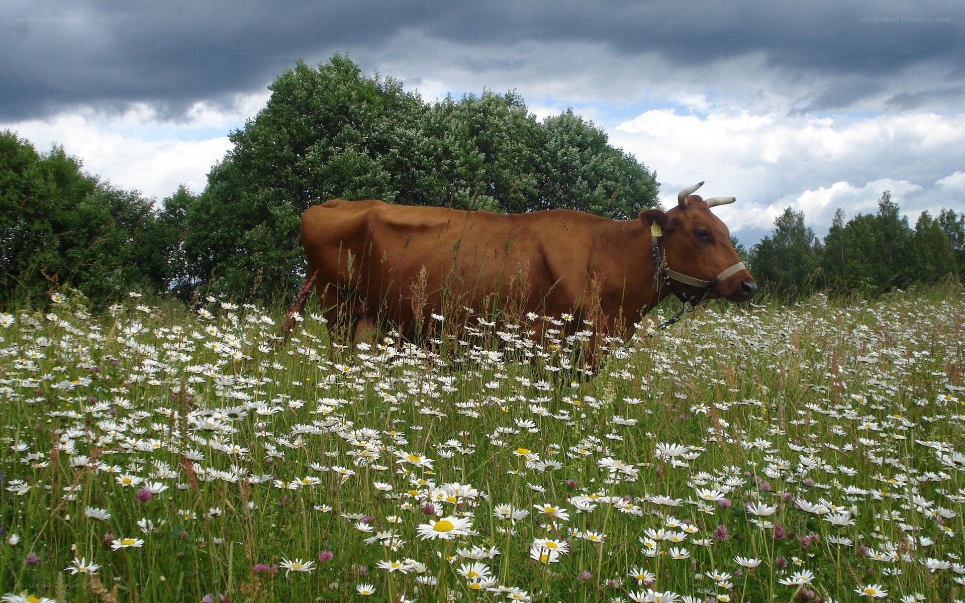 Cow in a daisy field