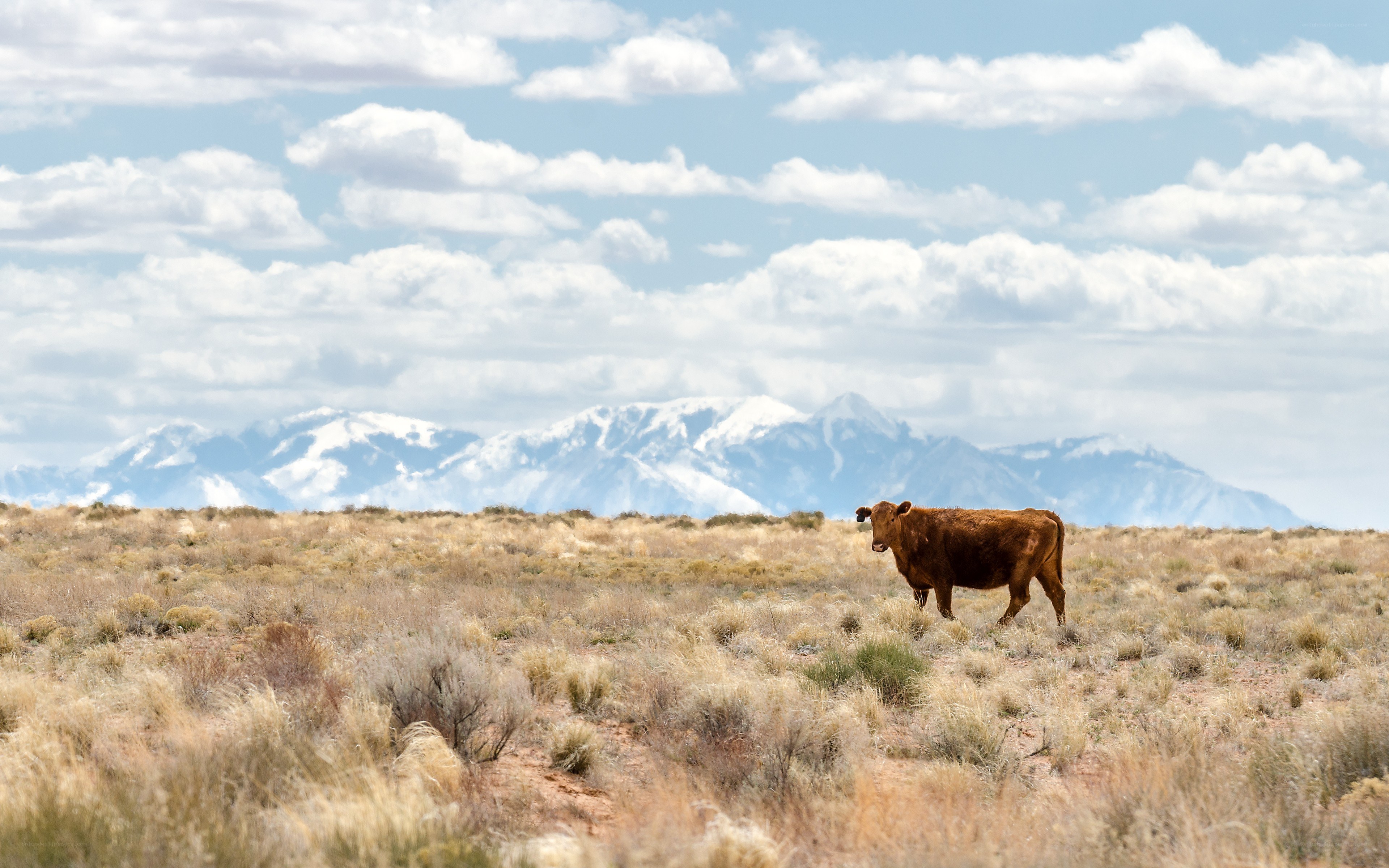 Cow in a desert landscape