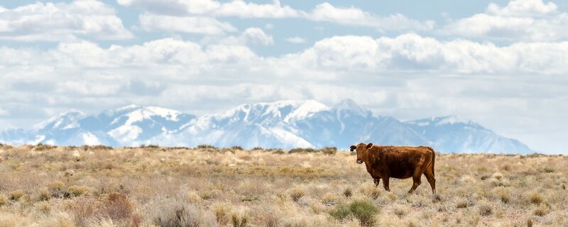 cow in a desert landscape