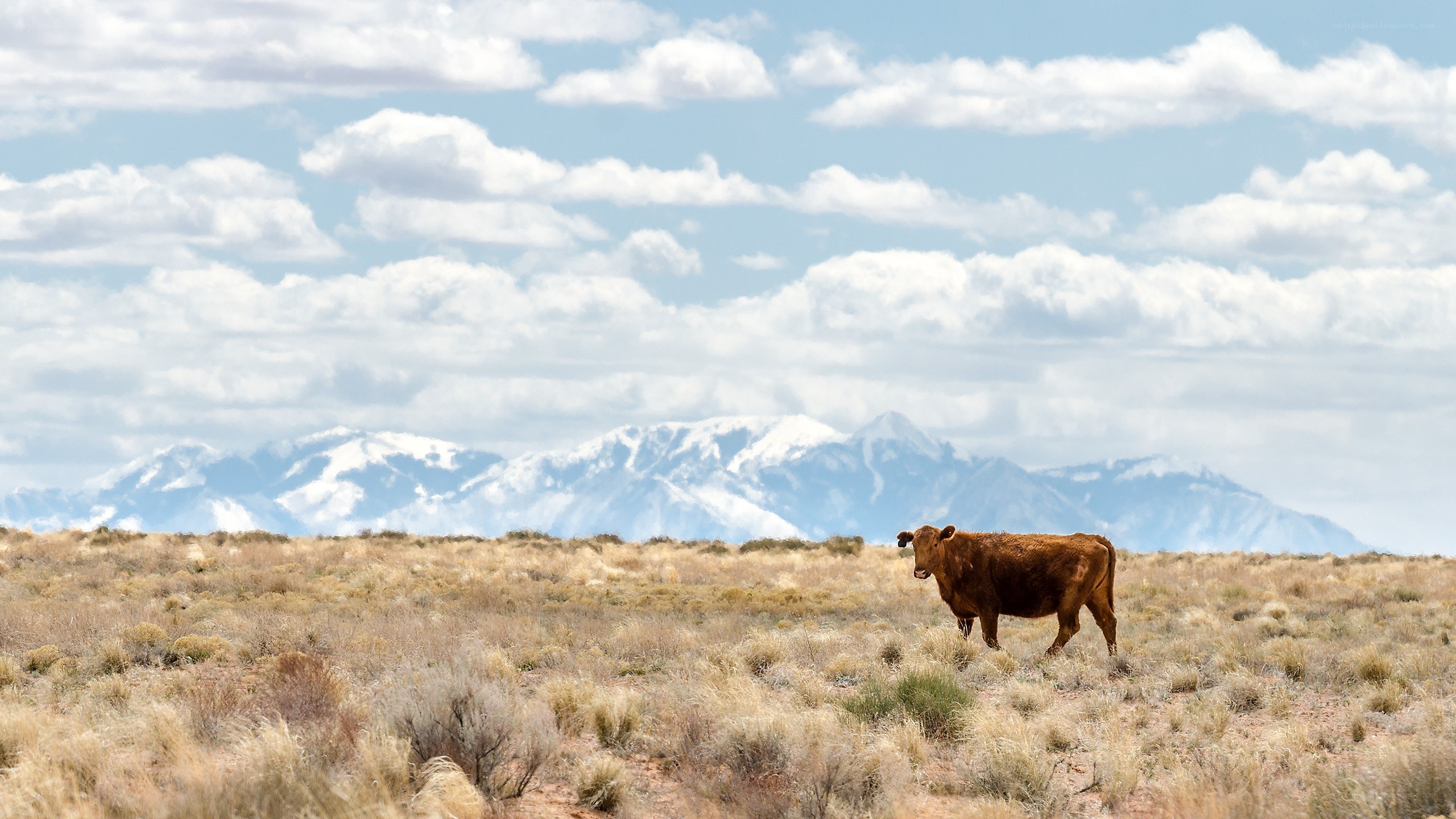 Cow in a desert landscape