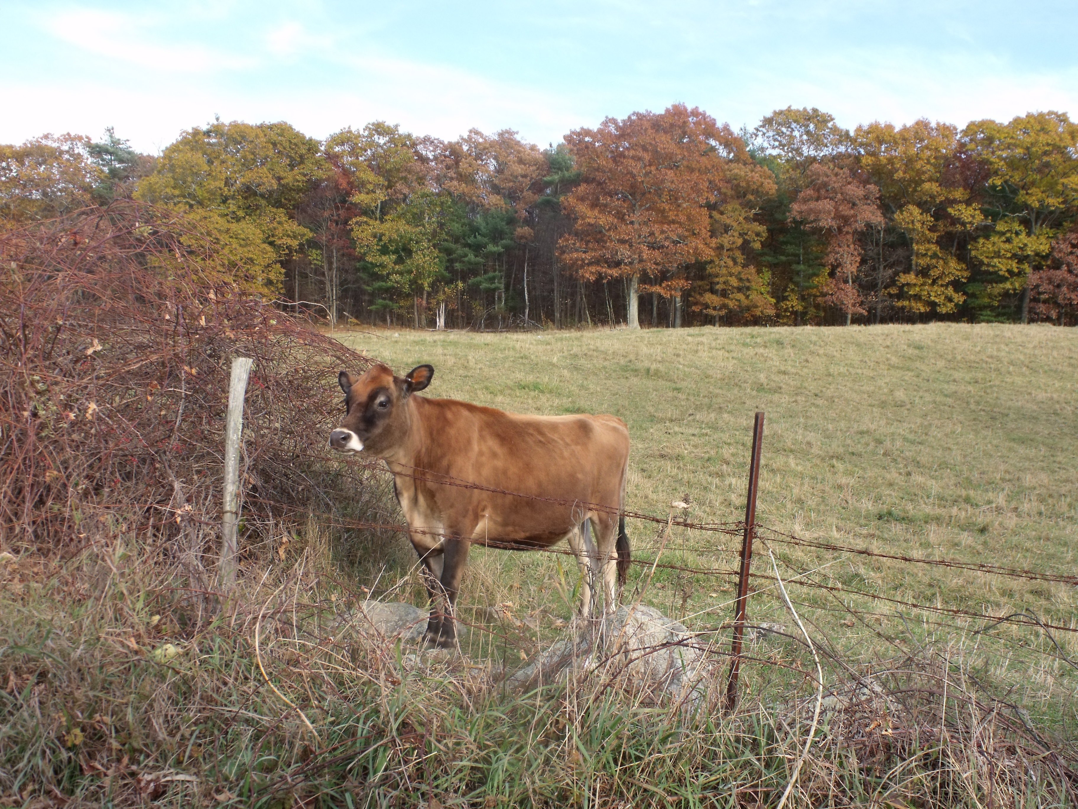 Cow in a fall pasture