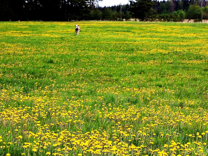 Cow in a Field — Green, Serene