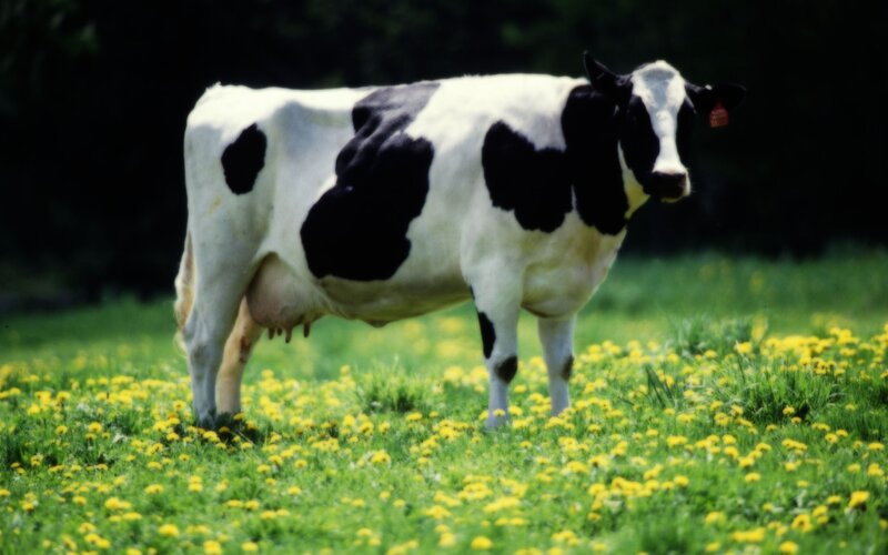 Cow in a field of flowers