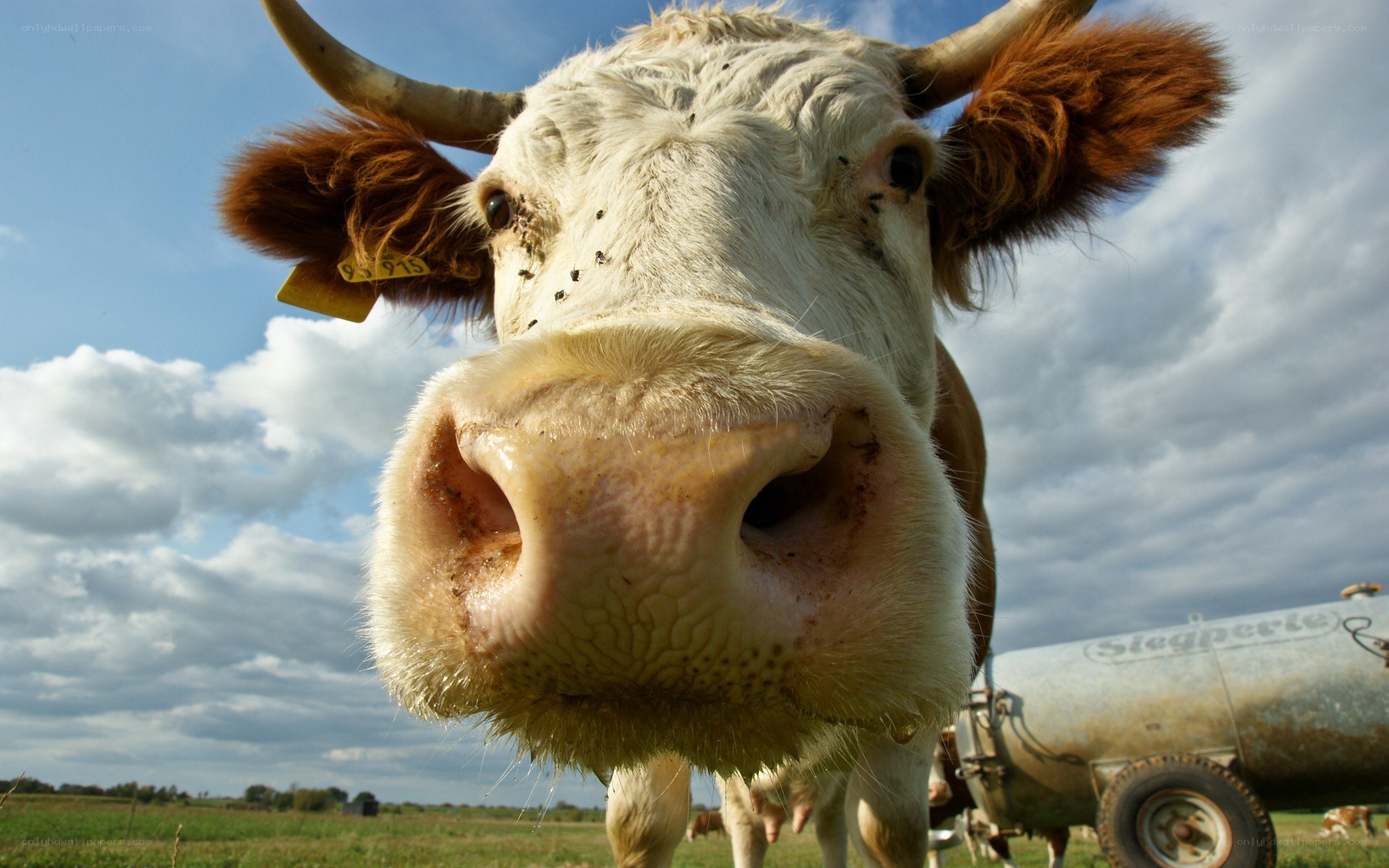 Cow in a field