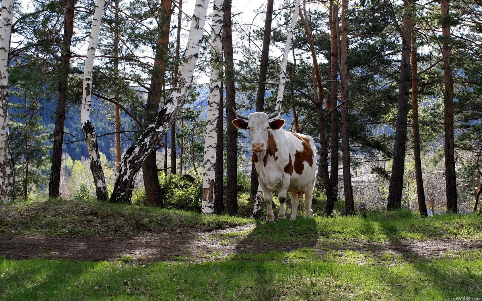 Cow in a forest clearing