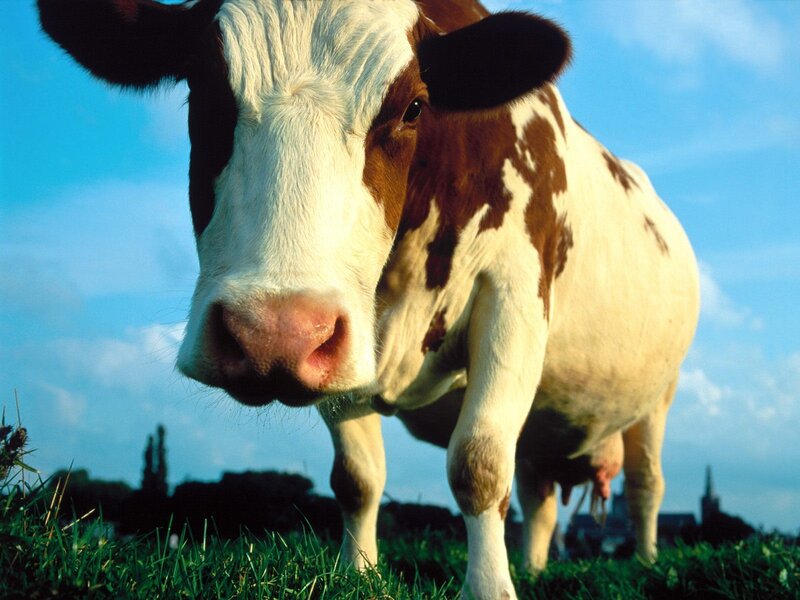 cow in a grassy field