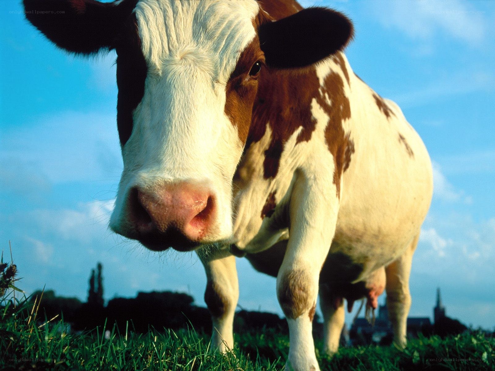 cow in a grassy field
