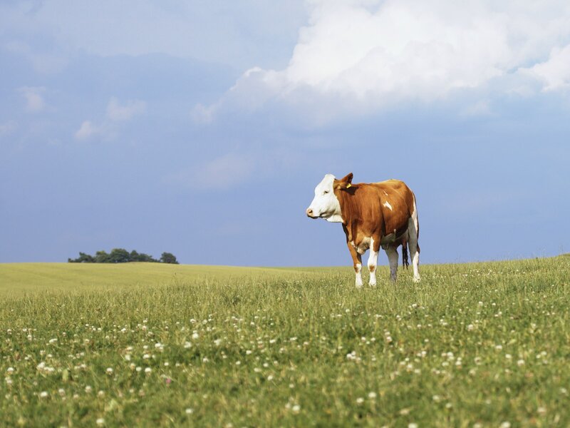 Cow in a green field