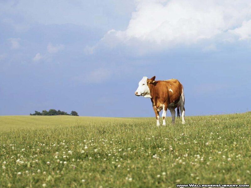cow in a green field