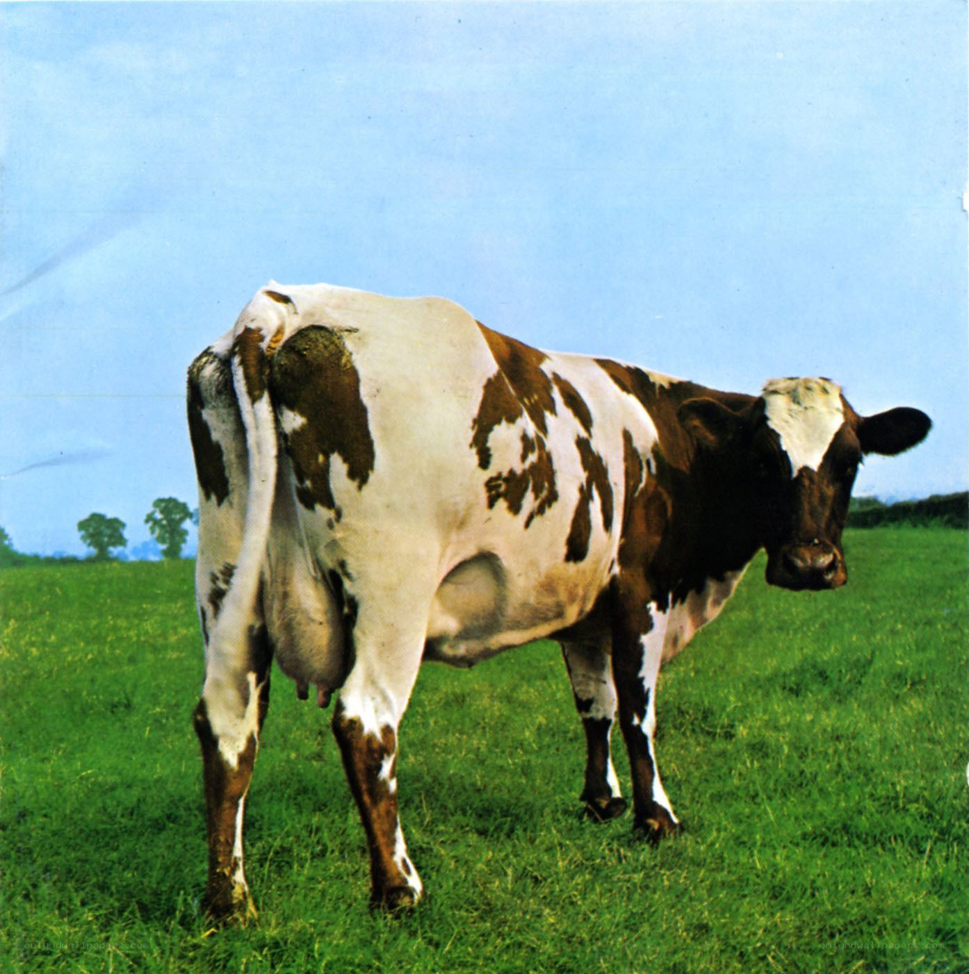 cow in a green field