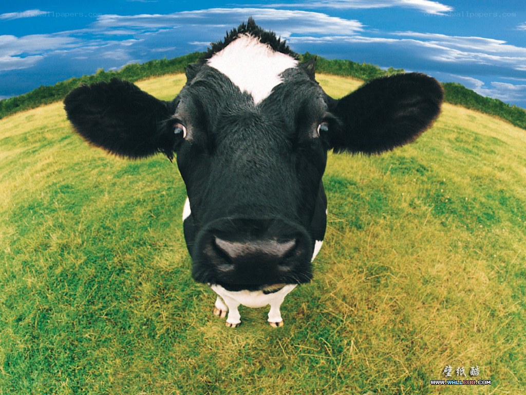 Cow in a green field