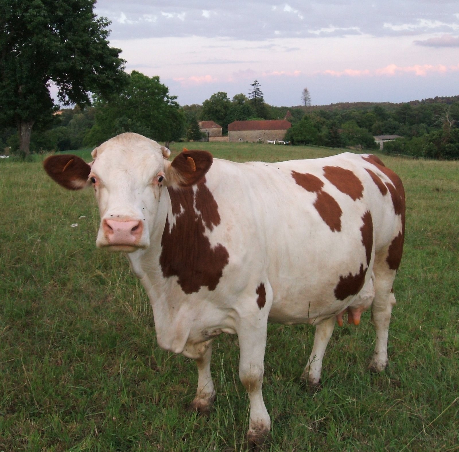 cow in a green field