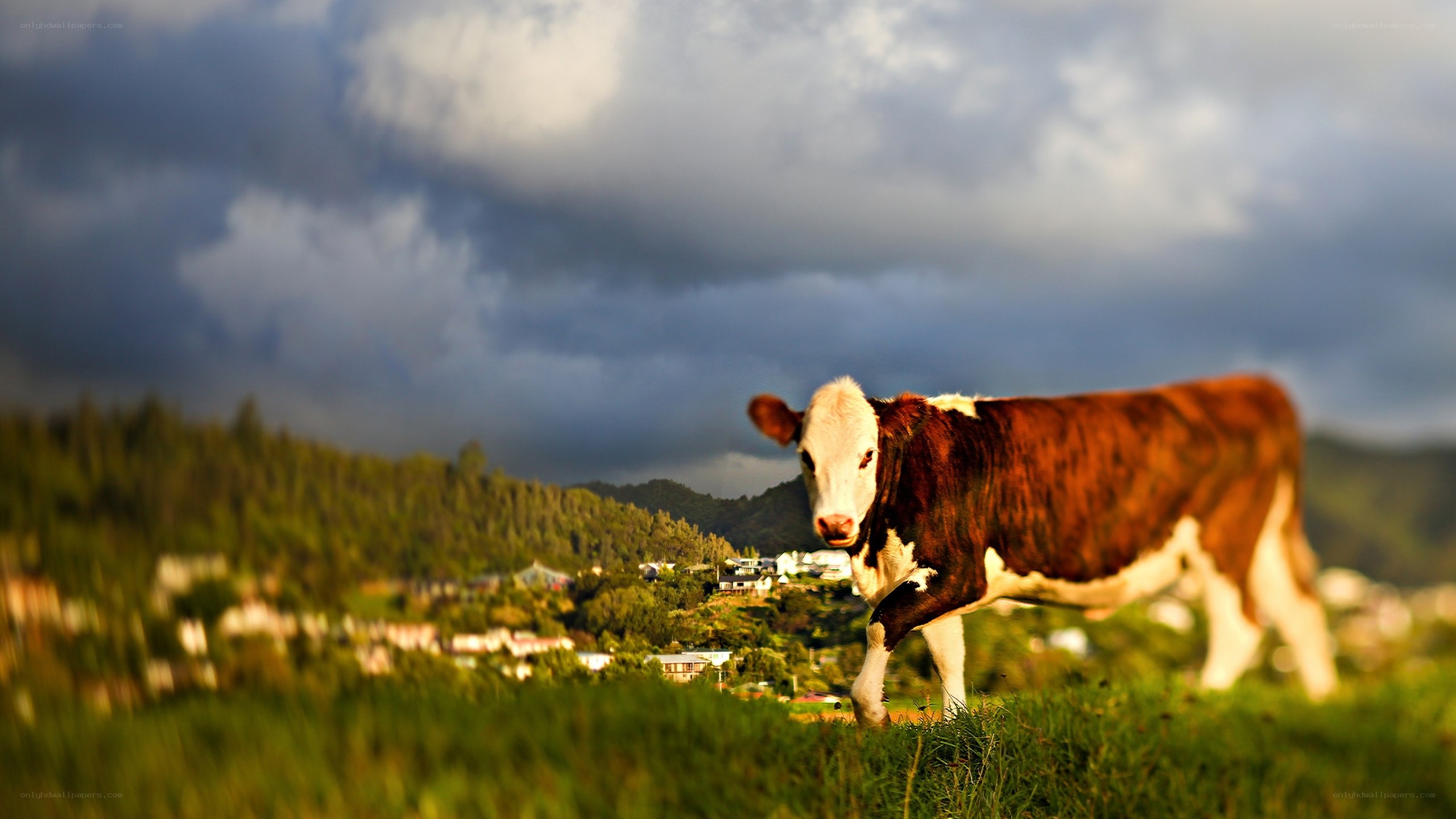 Cow in a green field