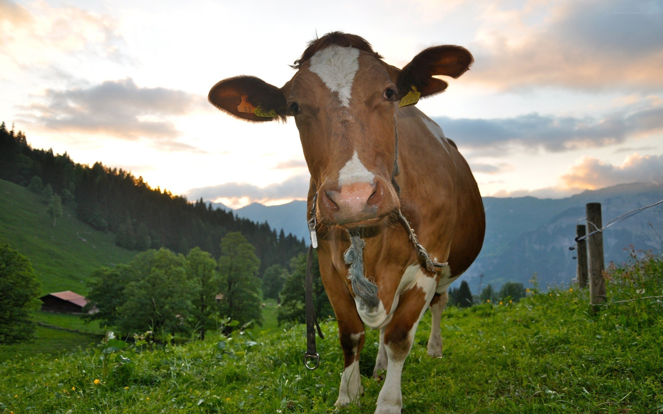 cow in a mountain pasture