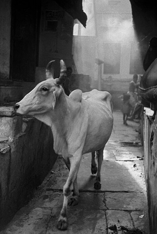 Cow in a narrow alley