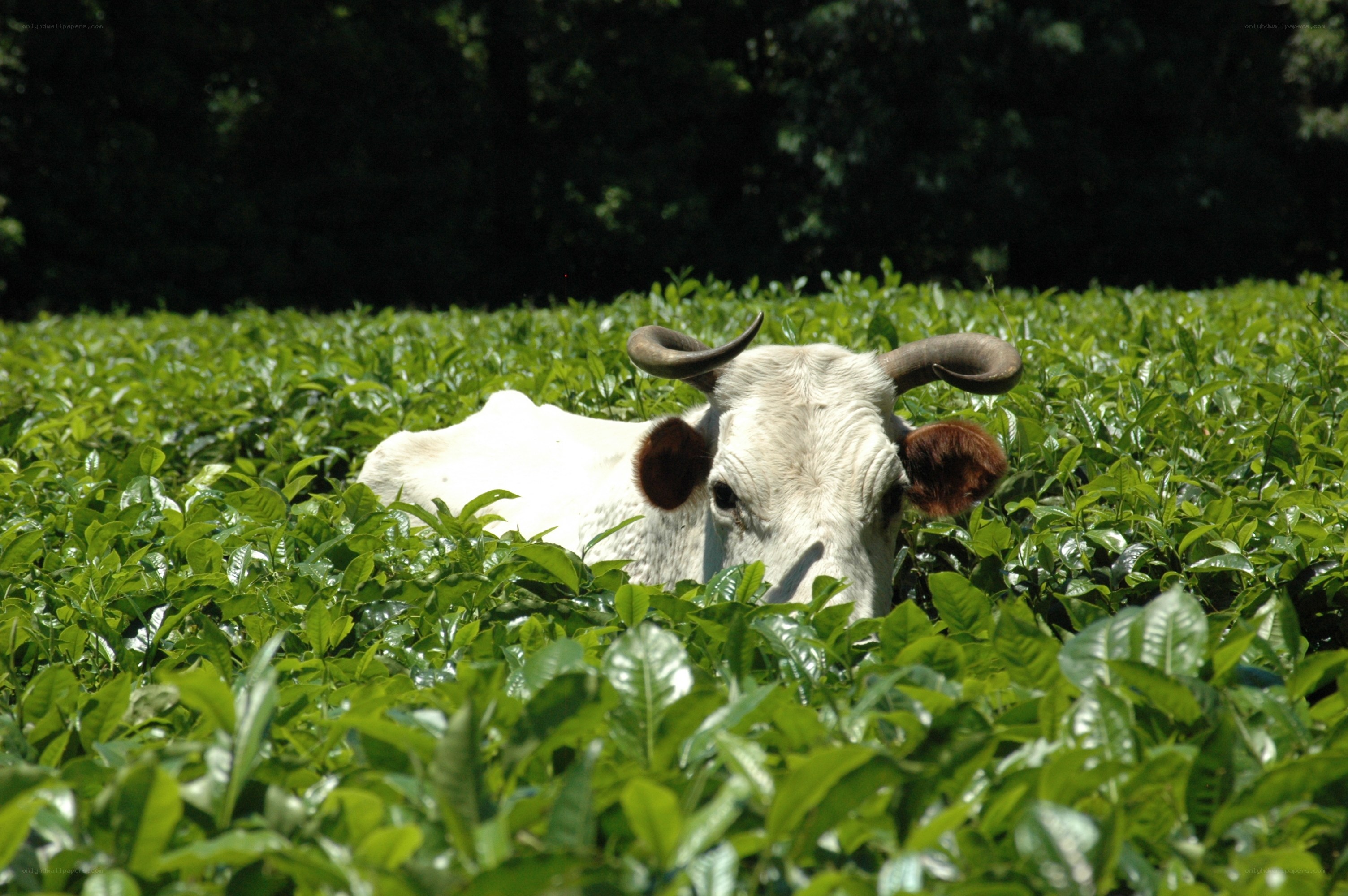 cow in a tea field