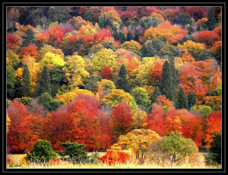 Cow in Autumn Forest