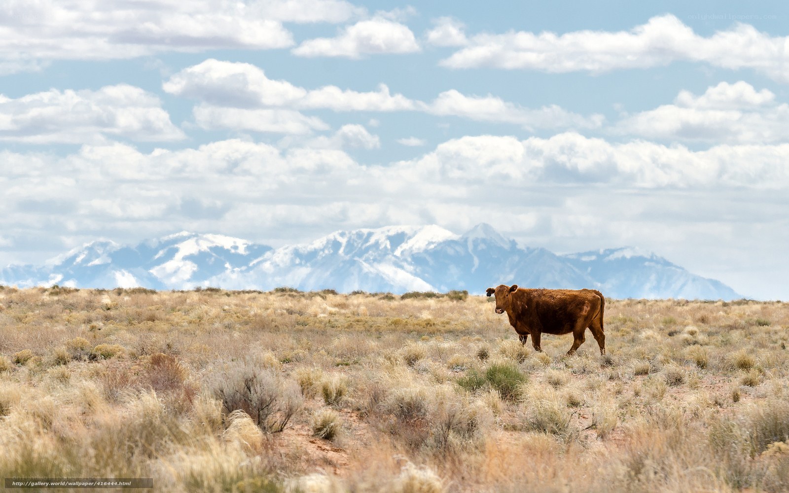 cow in desert landscape