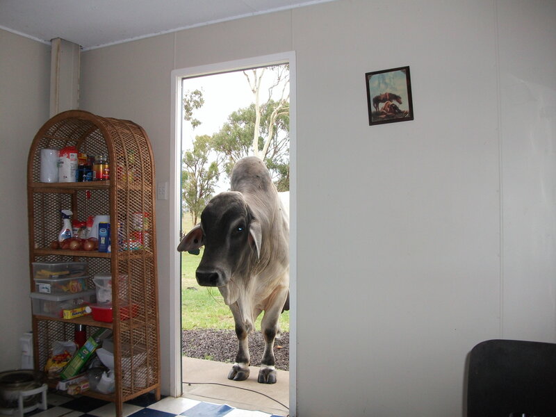 Cow in Doorway